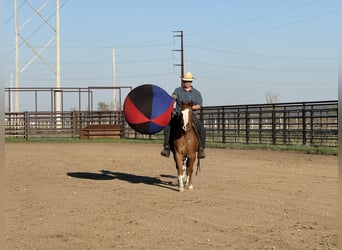 Pony delle Americhe, Castrone, 10 Anni, 142 cm, Sauro ciliegia