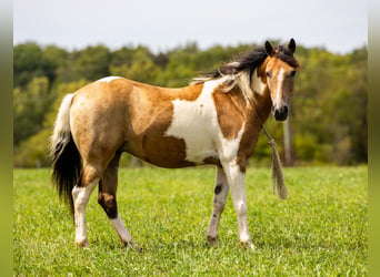 Pony delle Americhe, Castrone, 11 Anni, 130 cm, Pelle di daino