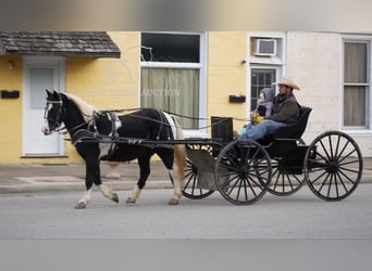 Pony delle Americhe, Castrone, 11 Anni, 132 cm, Tobiano-tutti i colori