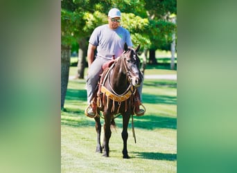 Pony delle Americhe, Castrone, 11 Anni, 141 cm, Morello