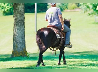 Pony delle Americhe, Castrone, 11 Anni, 141 cm, Morello