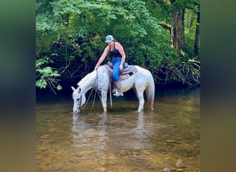 Pony delle Americhe, Castrone, 11 Anni, 147 cm