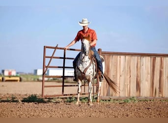 Pony delle Americhe, Castrone, 12 Anni, 137 cm