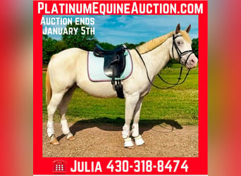 Pony delle Americhe, Castrone, 12 Anni, 142 cm, Grigio
