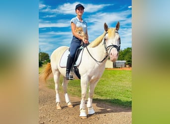 Pony delle Americhe, Castrone, 12 Anni, 142 cm, Grigio