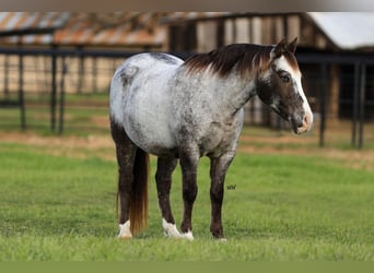 Pony delle Americhe, Castrone, 12 Anni