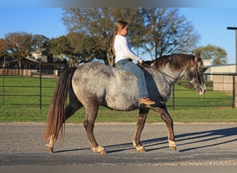 Pony delle Americhe, Castrone, 12 Anni