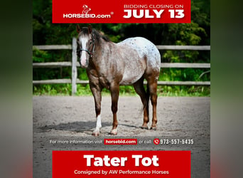Pony delle Americhe, Castrone, 12 Anni, Sauro scuro