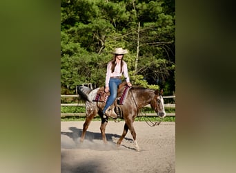 Pony delle Americhe, Castrone, 12 Anni, Sauro scuro