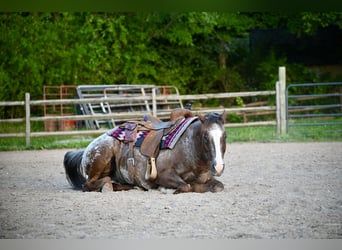 Pony delle Americhe, Castrone, 12 Anni, Sauro scuro