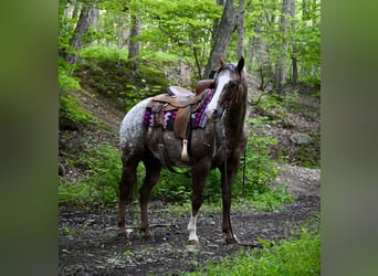 Pony delle Americhe, Castrone, 12 Anni, Sauro scuro