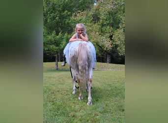 Pony delle Americhe, Castrone, 13 Anni, 122 cm