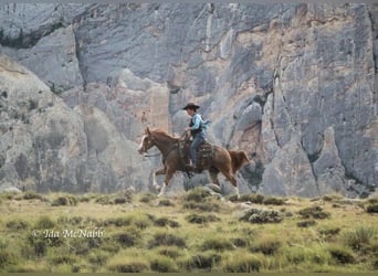 Pony delle Americhe, Castrone, 13 Anni, 142 cm, Roano rosso