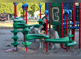 Pony delle Americhe, Castrone, 13 Anni, 91 cm, Pelle di daino