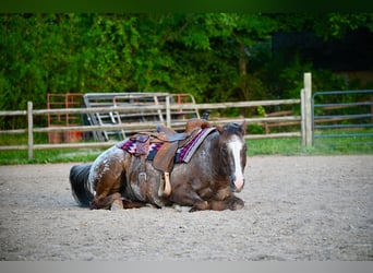 Pony delle Americhe, Castrone, 13 Anni, Sauro scuro