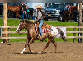 Pony delle Americhe, Castrone, 13 Anni, Sauro scuro