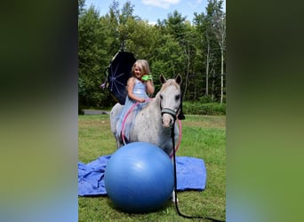 Pony delle Americhe, Castrone, 14 Anni, 122 cm