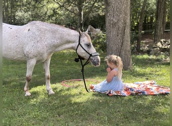 Pony delle Americhe, Castrone, 14 Anni, 122 cm