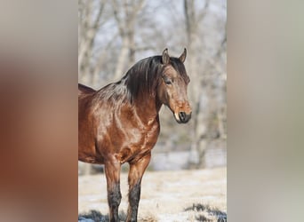 Pony delle Americhe, Castrone, 14 Anni, 142 cm, Sauro ciliegia