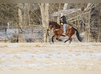 Pony delle Americhe, Castrone, 14 Anni, 142 cm, Sauro ciliegia