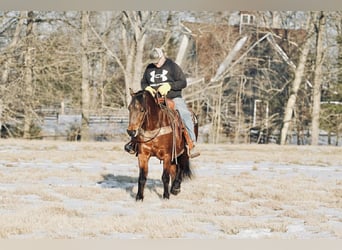 Pony delle Americhe, Castrone, 14 Anni, 142 cm, Sauro ciliegia