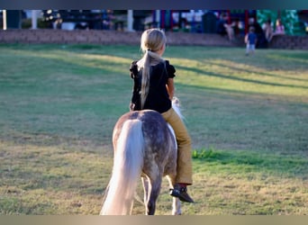 Pony delle Americhe, Castrone, 14 Anni, 91 cm, Pelle di daino