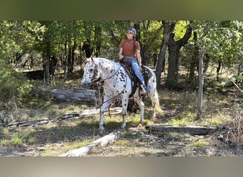Pony delle Americhe, Castrone, 14 Anni, Sauro ciliegia