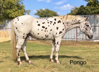 Pony delle Americhe, Castrone, 14 Anni, Sauro ciliegia