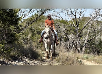 Pony delle Americhe, Castrone, 14 Anni, Sauro ciliegia