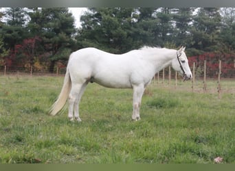Pony delle Americhe, Castrone, 17 Anni, Bianco