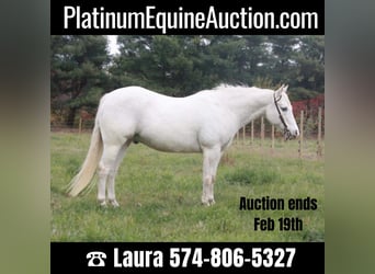 Pony delle Americhe, Castrone, 17 Anni, Bianco