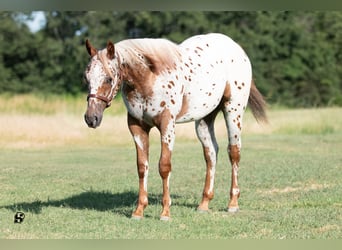 Pony delle Americhe, Castrone, 1 Anno, 130 cm, Sauro scuro