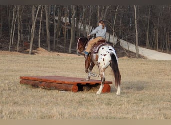 Pony delle Americhe Mix, Castrone, 4 Anni, 145 cm