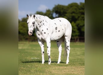 Pony delle Americhe, Castrone, 4 Anni, 145 cm
