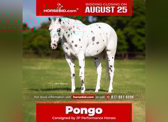 Pony delle Americhe, Castrone, 4 Anni, 145 cm