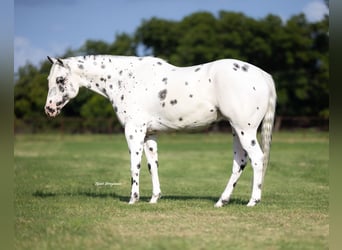 Pony delle Americhe, Castrone, 4 Anni, 145 cm