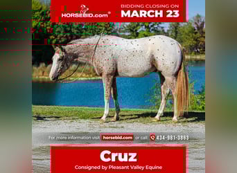 Pony delle Americhe, Castrone, 4 Anni, 147 cm, Sauro scuro