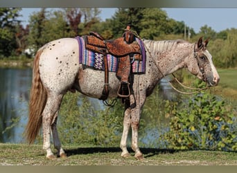 Pony delle Americhe, Castrone, 4 Anni, 147 cm, Sauro scuro
