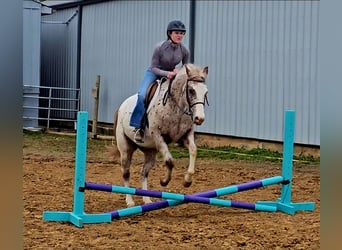 Pony delle Americhe, Castrone, 4 Anni, 147 cm, Sauro scuro