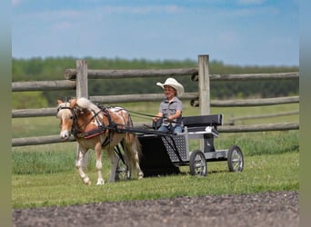 Pony delle Americhe Mix, Castrone, 4 Anni, Pezzato
