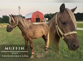 Pony delle Americhe, Castrone, 5 Anni, 102 cm, Baio