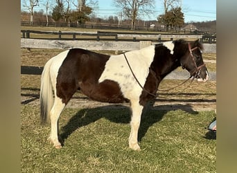 Pony delle Americhe, Castrone, 5 Anni, 122 cm, Tobiano-tutti i colori