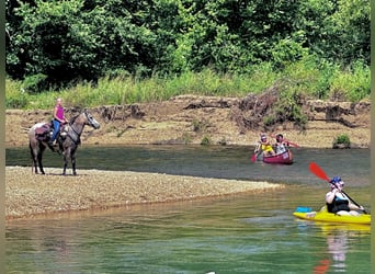 Pony delle Americhe, Castrone, 5 Anni, 132 cm, Pelle di daino