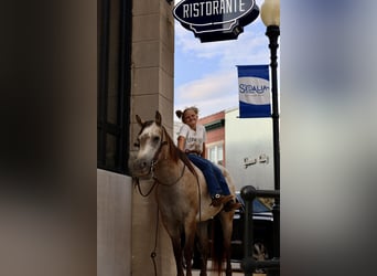 Pony delle Americhe, Castrone, 5 Anni, 132 cm, Pelle di daino