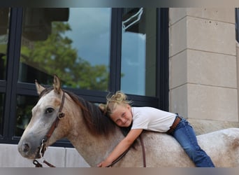 Pony delle Americhe, Castrone, 5 Anni, 132 cm, Pelle di daino