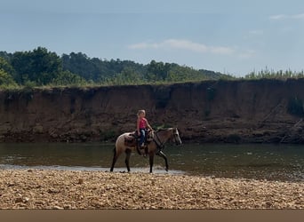Pony delle Americhe, Castrone, 5 Anni, 132 cm, Pelle di daino
