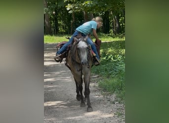 Pony delle Americhe, Castrone, 5 Anni, 132 cm, Pelle di daino