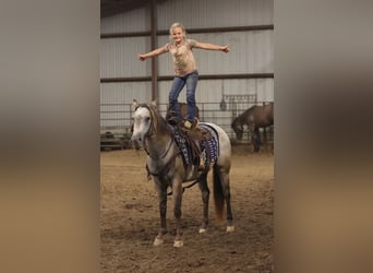 Pony delle Americhe, Castrone, 5 Anni, 132 cm, Pelle di daino