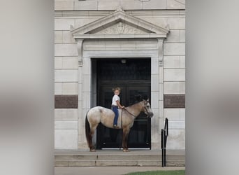 Pony delle Americhe, Castrone, 5 Anni, 132 cm, Pelle di daino