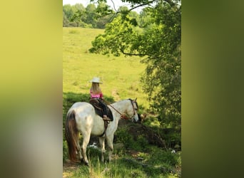 Pony delle Americhe, Castrone, 5 Anni, 142 cm, Pelle di daino